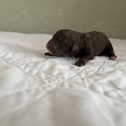 Poodle Puppies from Genesis Kinnibrugh
