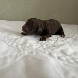 Poodle Puppies from Genesis Kinnibrugh