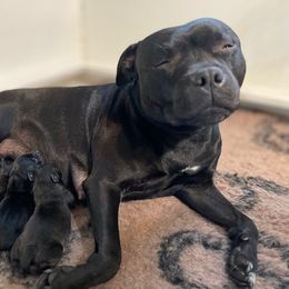 Staffordshire Bull Terrier Puppies from Nocturne Staffords