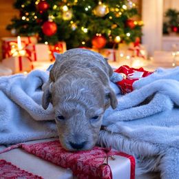 Oliver - Apricot male Poodle puppy in Okc, Oklahoma from Diva’s Designer Dogs