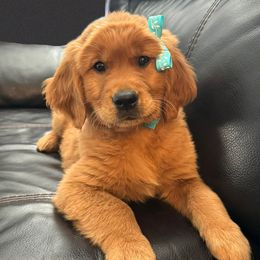 Pheobe - Golden Retriever