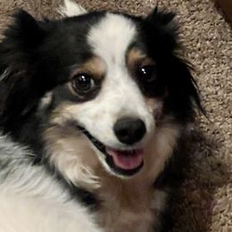 Rosalie Maria - Miniature Australian Shepherd