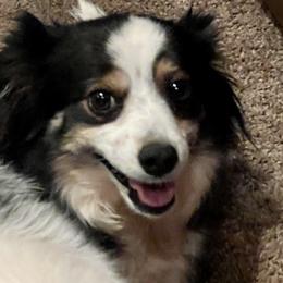 Rosalie Maria - Miniature Australian Shepherd