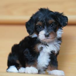 Anne - Tri-color female Bernedoodle puppy in Dundee, Ohio from Down Home Doodle