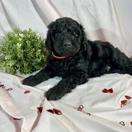 Vixen - Black Goldendoodle puppy in Oak Glen, California from Oak Glen Family Doodles