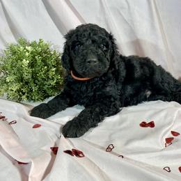 Vixen - Black Goldendoodle puppy in Oak Glen, California from Oak Glen Family Doodles