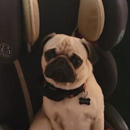 Golden Retrievers and Pugs from Paradise Peaks