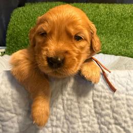 Mary - Golden female Golden Retriever puppy in Sandy, Oregon from Treasured K-9s