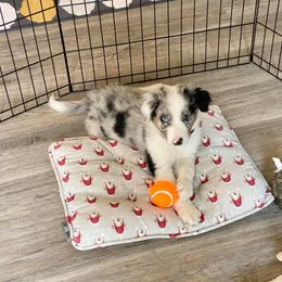 Border Collie Puppies from Cascade Sun Kennels