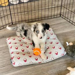 Border Collie Puppies from Cascade Sun Kennels