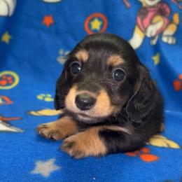 Walker (PET ONLY) - Black and cream male Dachshund puppy in Goldthwaite, Texas from Mini Mama Dachshunds