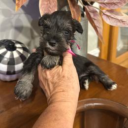 Demi - Salt and pepper female Miniature Schnauzer puppy in Thomasville, Georgia from D’Elegant Paws