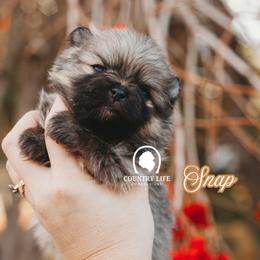 AKC Snap - Orange sable male Pomeranian puppy in Idaho Falls, Idaho from Country Life Pomeranians