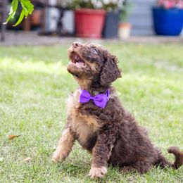 Oatmeal - Brown Bernedoodle puppy in Columbus, Georgia from Woofington Place Doodles