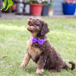 Oatmeal - Brown Bernedoodle puppy in Columbus, Georgia from Woofington Place Doodles