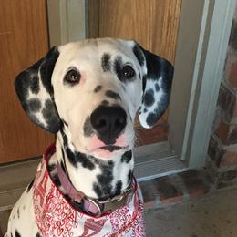 Bedlington Terriers and Dalmatians from Dazzling Bedlington Terriers and Dalz