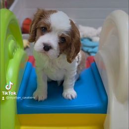 Archie - Blenheim male Cavalier King Charles Spaniel puppy in Lockport, New York from Royalton Cavaliers