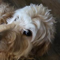 Double Doodles from Doodles of Sherwood Forest