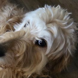 Double Doodles from Doodles of Sherwood Forest