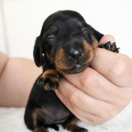 Black and tan female 3208.56 - Black and tan female Dachshund puppy in Belle Rive, Illinois from Akin's Miniature Dachshunds, LLC