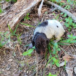 Girl 1 - Liver roan German Shorthaired Pointer puppy in Troy, North Carolina from Uwharrie GSP