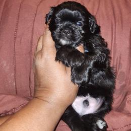 Stallion - Black and white male Shih Tzu puppy in Chapel Hill, North Carolina from A Handful of Love Breeders.LLC