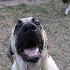 Hulk - Anatolian Shepherd Dog