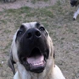Hulk - Anatolian Shepherd Dog