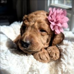 Zuzu - Red  female Poodle puppy in El Paso, Texas from Paws Of Beauty