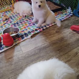 Borzoi and Samoyed Puppies from Kalabria