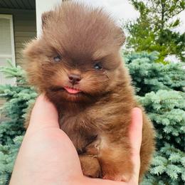 Latte - Chocolate female Pomeranian puppy in Waterloo, Indiana from Garcias Pomeranian