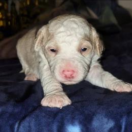 Luna - White female Sheepadoodle puppy in Austin, Texas from Darling Doodles