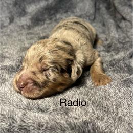 Radio - Merle male Goldendoodle puppy in New Ringgold, Pennsylvania from Hawk Mountain Doodles