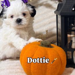 Shih Tzu Puppies from Our ShihTzu Family