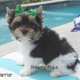 AKC Warrior 2200 - Black tan and white male Biewer Terrier puppy in Kennesaw, Georgia from Dreamy Pups