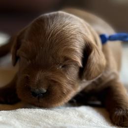 Sunny - Blue Collar Boy - Red  male Goldendoodle puppy in Pleasant Hill, Iowa from Harvest Creek