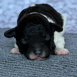Bleu - Parti male Poodle puppy in Monroe, North Carolina from Toy Poodle Shenanigans