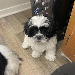 Shih Tzu Puppies from TACG