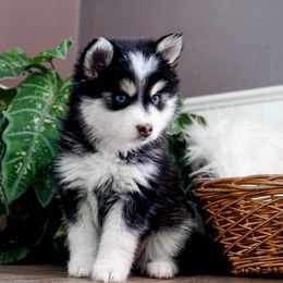 Pomsky Puppies from Arctic Star Pomskies