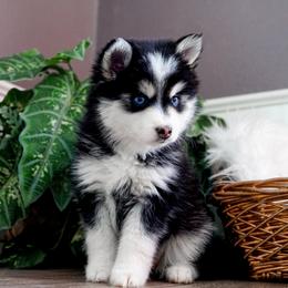 Pomsky Puppies from Arctic Star Pomskies