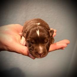 Rocky - Red tri male Miniature Australian Shepherd puppy in North Lakeport, California from Wild Rose Ranch