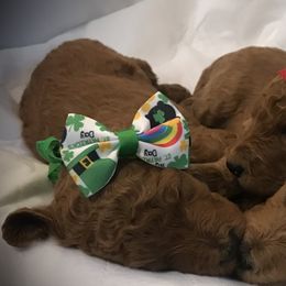 Poodle Puppies from Prissy Pants Poodles LLC