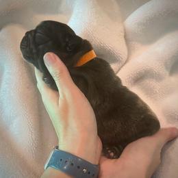 Orange (Bingo) - Brindle female French Bulldog puppy in Rochester, Washington from Frenchie Bulldog Kisses