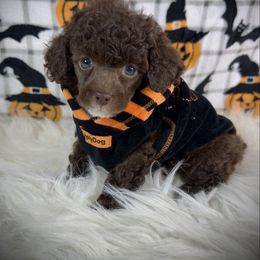 Lil Pippin - Brown male Poodle puppy in Newcomerstown, Ohio from Sheri’s Lil Angel’s