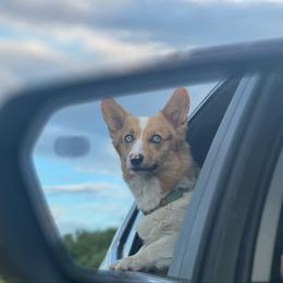 Whist - American Corgi