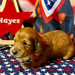 Hayes - Red male Dachshund puppy in Somerset, Pennsylvania from Rae’s Dapper Dachshunds