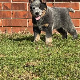 Spring - Blue speckled female Australian Cattle Dog puppy in Pryor, Oklahoma from Branded Outlaw Cattle Dogs