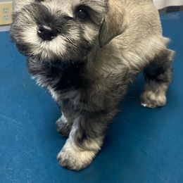 Girl 3 - Salt and pepper female Miniature Schnauzer puppy in Hiddenite, North Carolina from Beyond Blessed Pawz