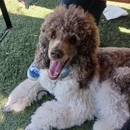 Poodles from PK's Poodles