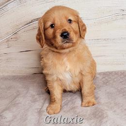 Galaxie (Gray Collar) - Dark golden male Golden Retriever puppy in Scurry, Texas from 07 Seven Oaks Goldens and Doodles